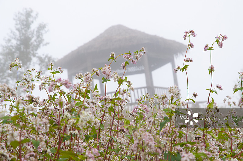 凤庆云上花海图片素材