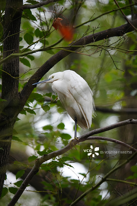 上海 中山公园 冬季 鸟 栖息 白鹭图片素材