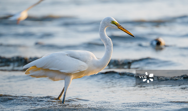 在深圳湾公园海边觅食的大白鹭小白鹭图片素材