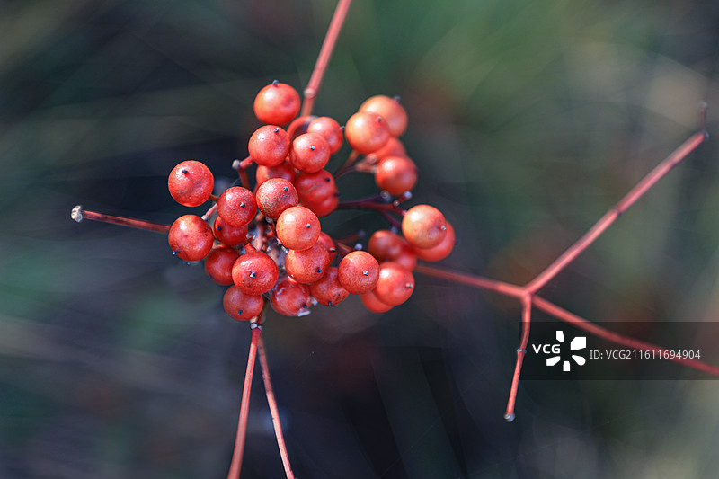 南天竹图片素材