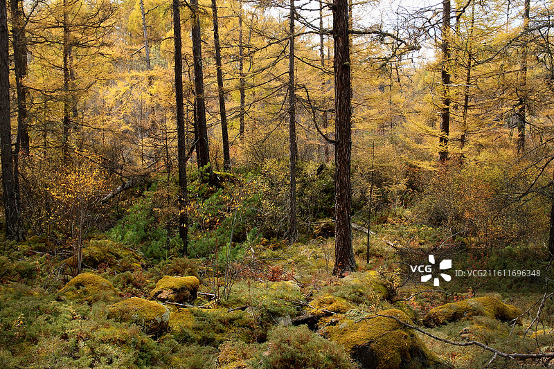 阿尔山国家森林公园石塘林，在基本上无土可言的石塘林里，高大茂密的兴安落叶松挺拔俊秀，枝繁叶茂。图片素材