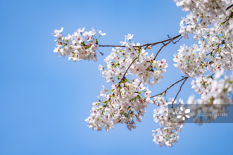 湖北武汉大学樱花图片素材