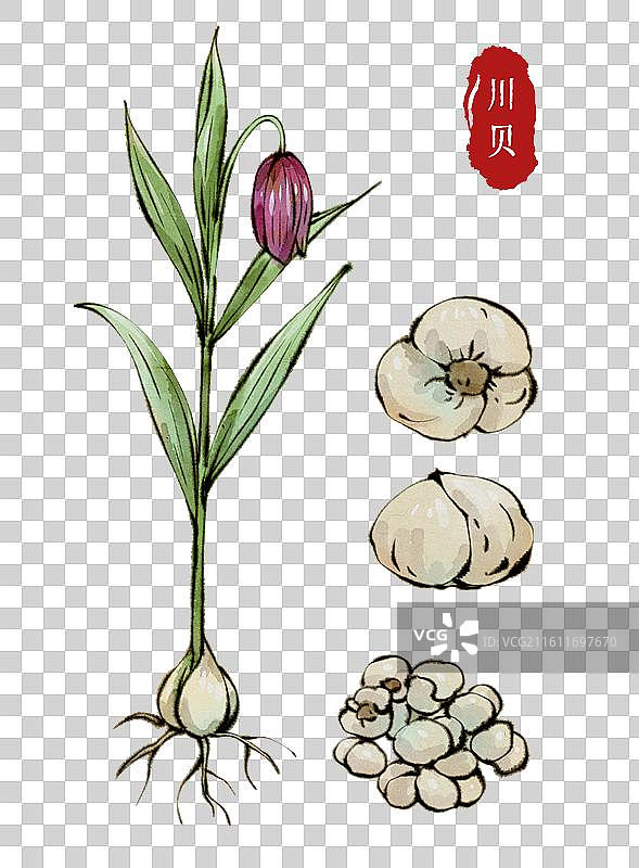 古代中医名医元素-中药材川贝图片素材