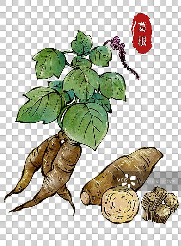 古代中医名医元素-中药材葛根图片素材