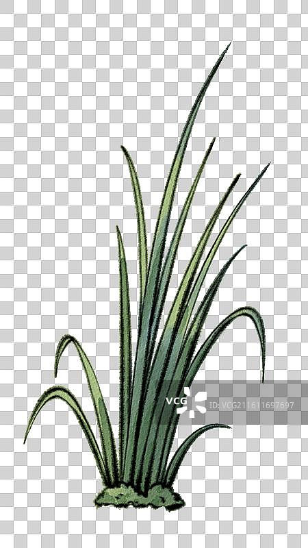 古代中医名医元素-中药材菖蒲图片素材