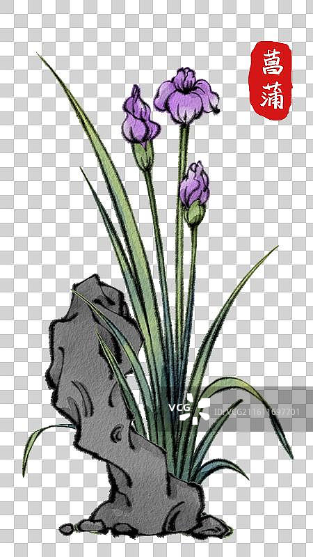 古代中医名医元素-中药材菖蒲图片素材