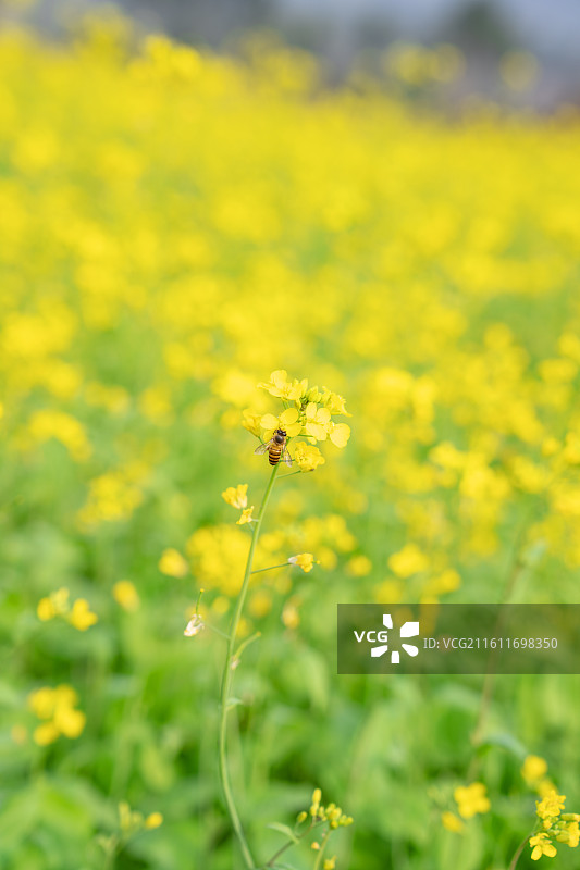 中国广西南宁市长塘镇天堂村美丽的油菜花和蜜蜂图片素材