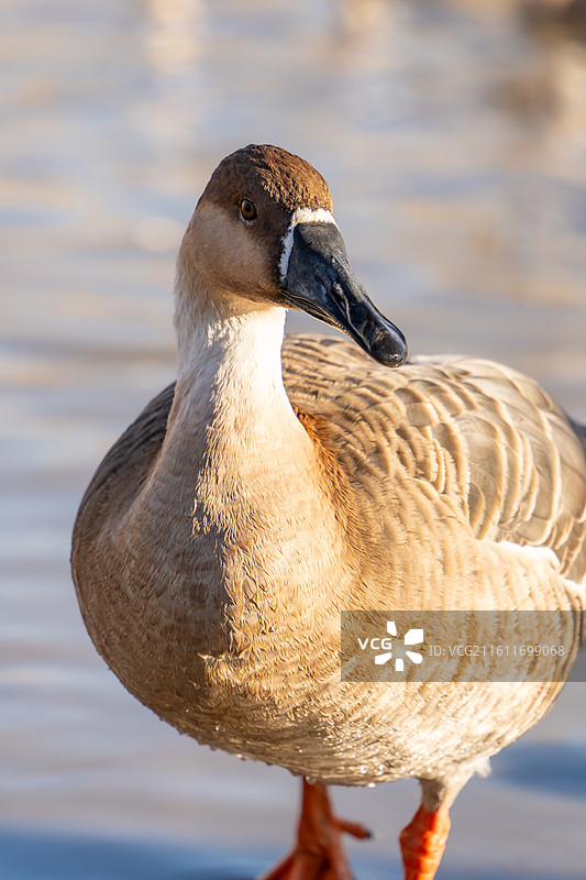 奥林匹克森林公园过冬的候鸟鸿雁大雁图片素材