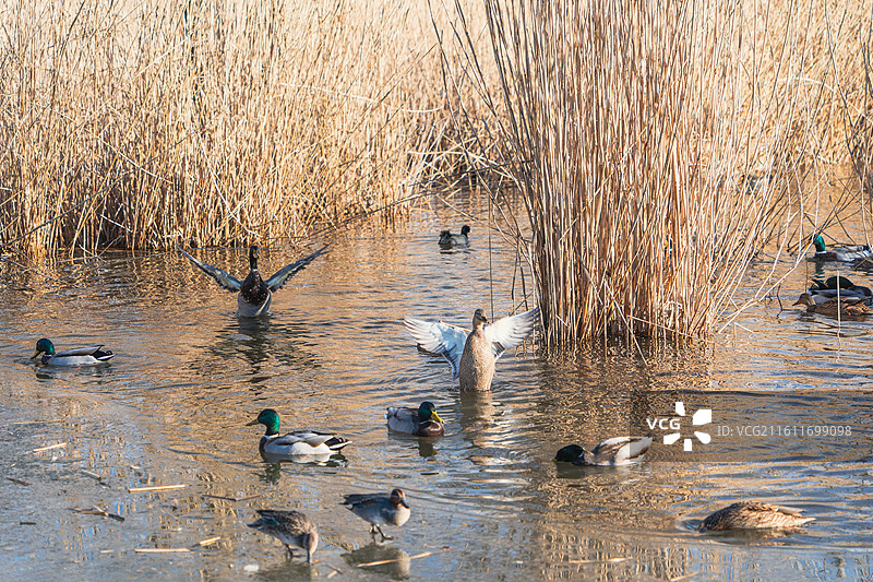 奥林匹克森林公园芦苇荡里过冬的候鸟鸿雁大雁野鸭群图片素材