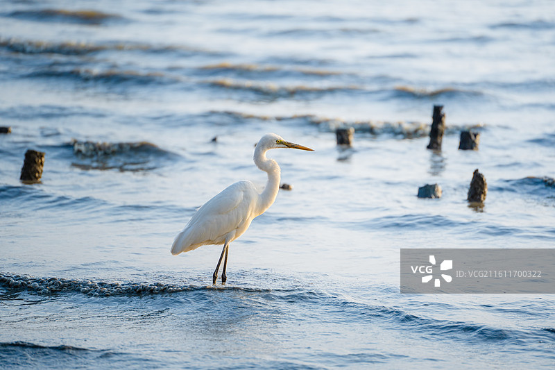 在深圳湾公园海边觅食的大白鹭小白鹭图片素材