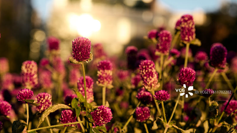 人民公园-黄昏氛围感千日红花丛2图片素材