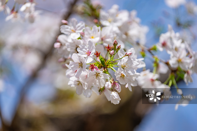 湖北武汉大学樱花图片素材