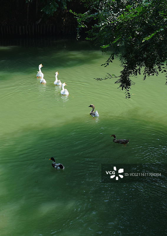 湖州古村荻港自由自在的家禽图片素材