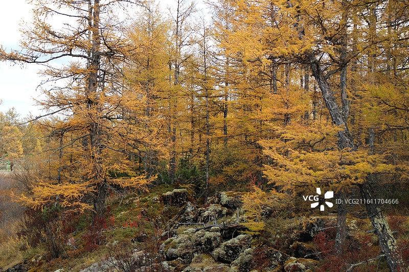 阿尔山国家森林公园石塘林，在基本上无土可言的石塘林里，高大茂密的兴安落叶松挺拔俊秀，枝繁叶茂。图片素材