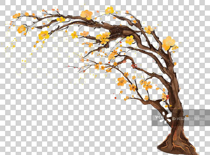 挂着红灯笼的腊梅树图片素材