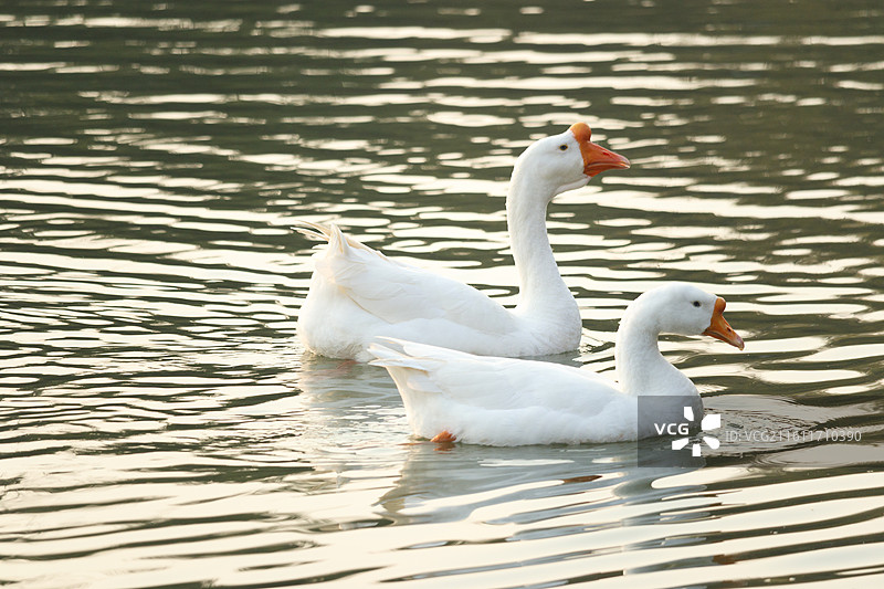 湖面游弋的大白鹅图片素材