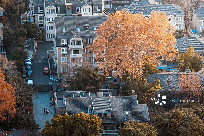 秋日俯拍颐和路的树木和房屋图片素材