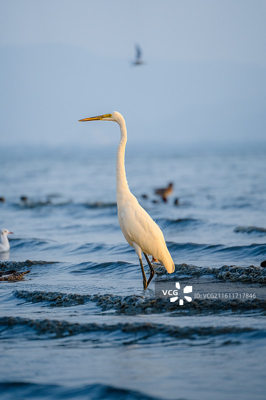 在深圳湾公园海边觅食的大白鹭小白鹭图片素材