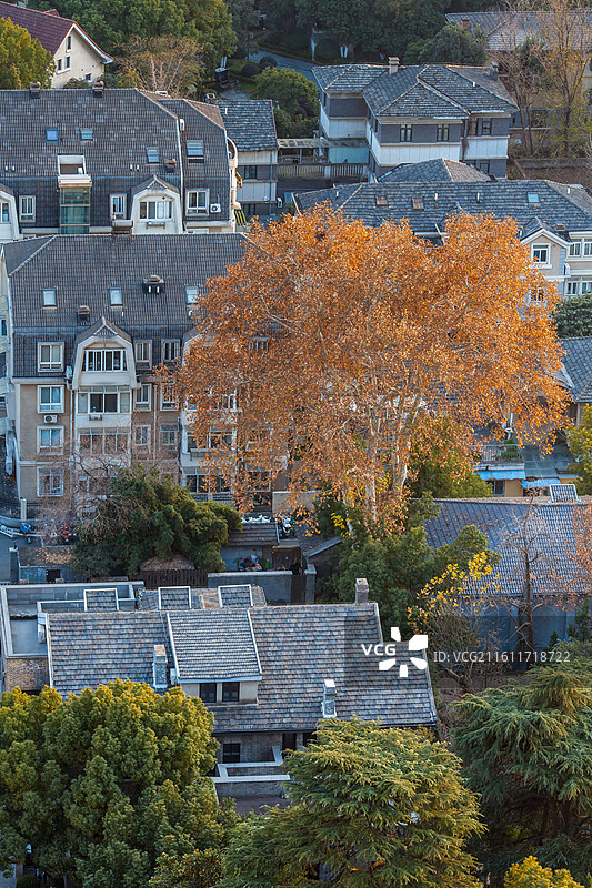 秋日俯拍颐和路的树木和房屋图片素材