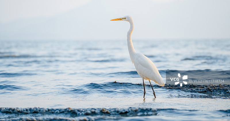 在深圳湾公园海边觅食的大白鹭小白鹭图片素材