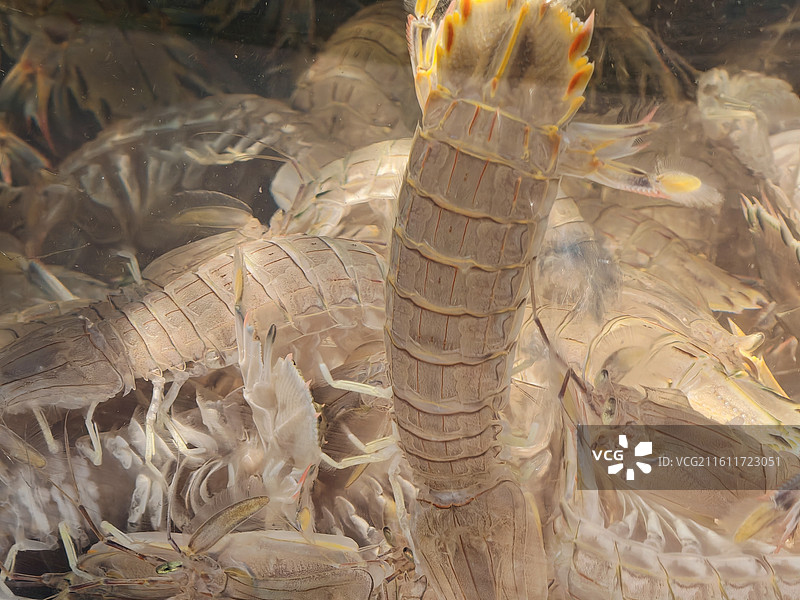 皮皮虾图片素材