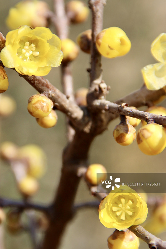上海真如公园黄色腊梅花图片素材