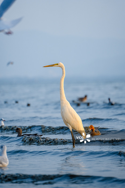 在深圳湾公园海边觅食的大白鹭小白鹭图片素材