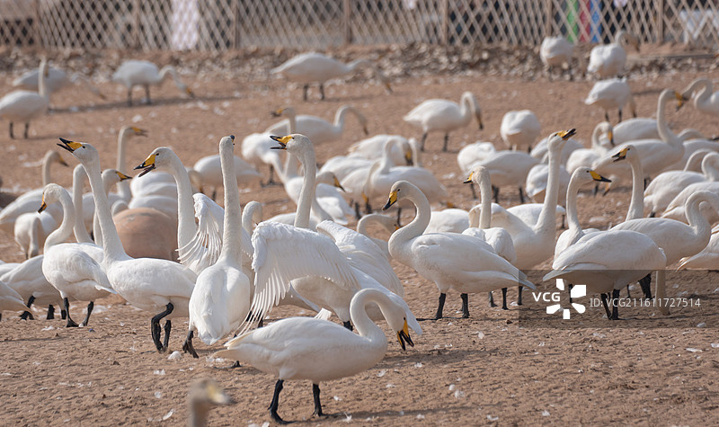 运城圣天湖白天鹅图片素材