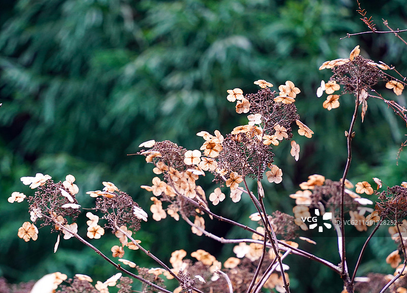 枯萎开花植物野外特写图片素材