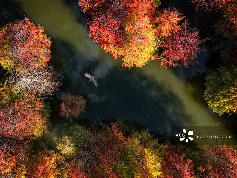 穿越彩林图片素材