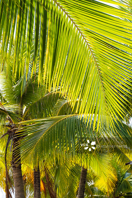 热带椰子树图片素材