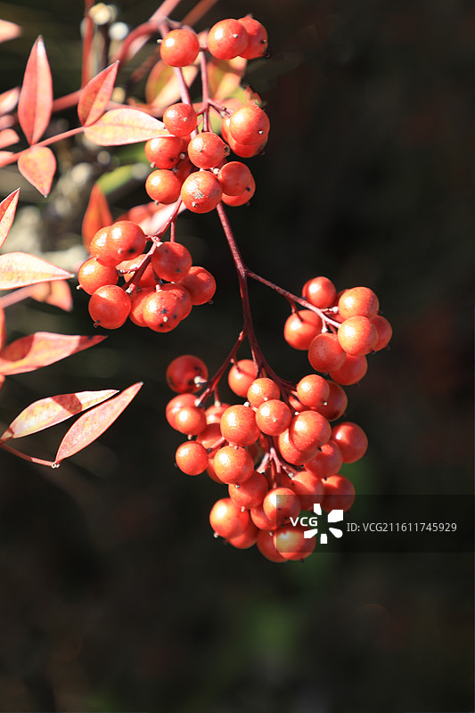 南天竹图片素材