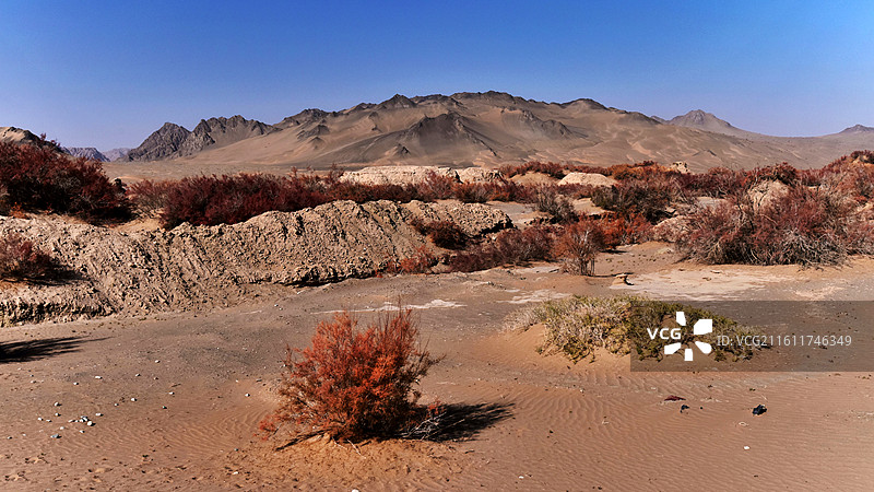 沙丘红柳•阿克塞图片素材