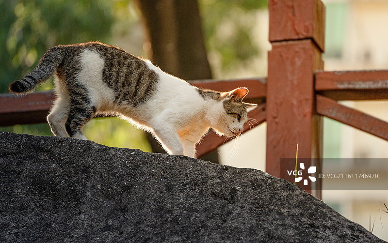 在岩石上休息的狸花猫图片素材