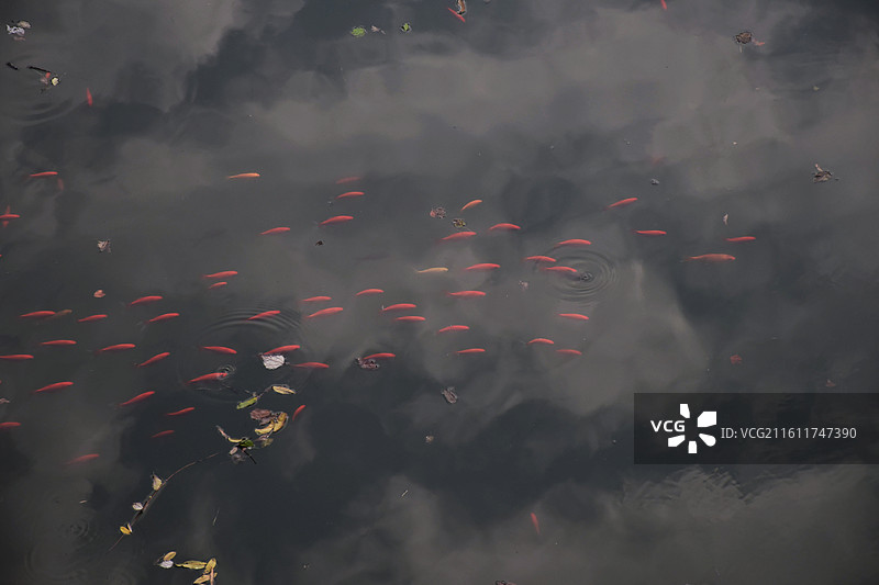 湖州南郊水池内的金鱼图片素材