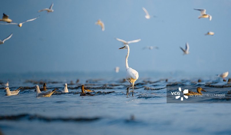 在深圳湾公园海边觅食的大白鹭小白鹭图片素材