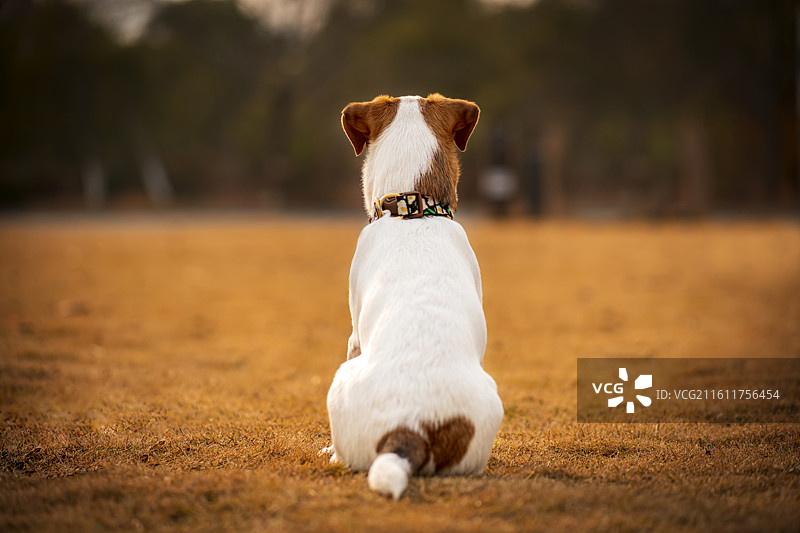 在草地上的杰克罗素梗犬图片素材