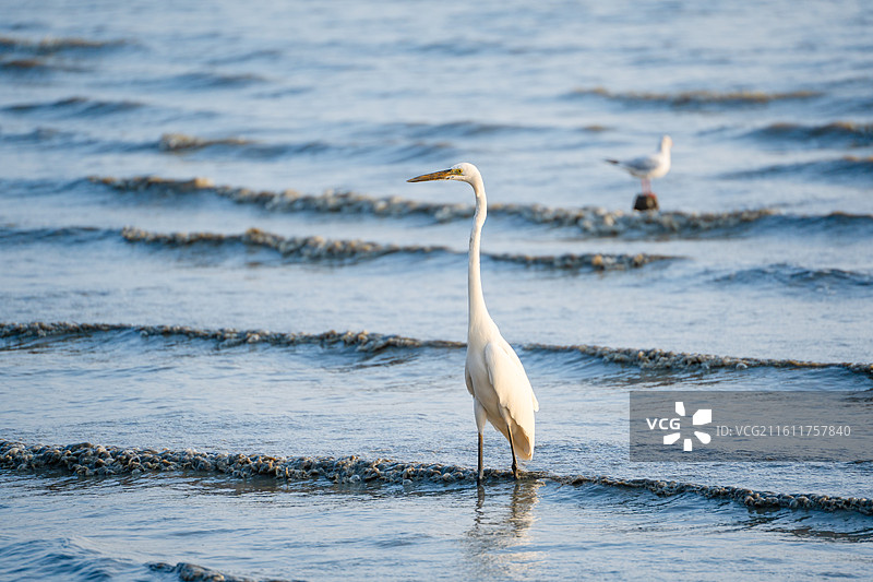 在深圳湾公园海边觅食的大白鹭小白鹭图片素材