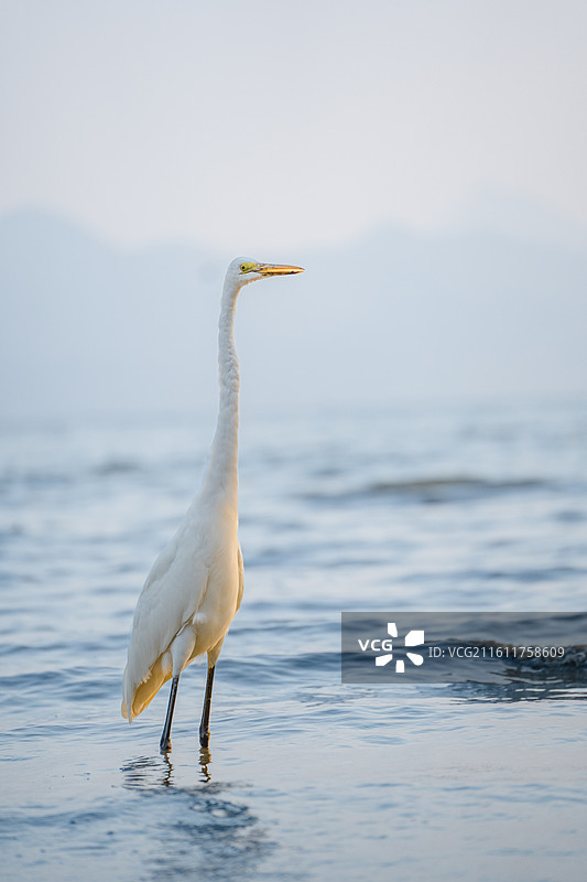 在深圳湾公园海边觅食的大白鹭小白鹭图片素材