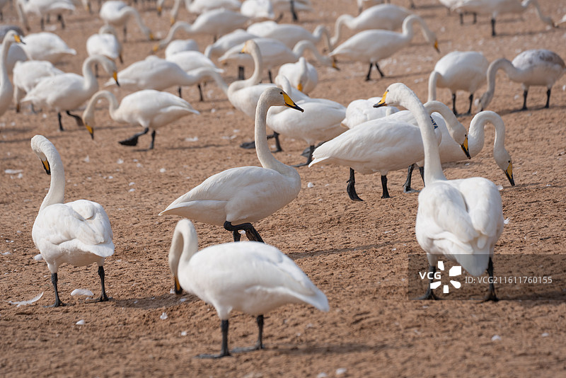 运城圣天湖白天鹅图片素材