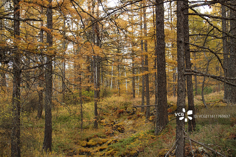阿尔山国家森林公园石塘林，在基本上无土可言的石塘林里，高大茂密的兴安落叶松挺拔俊秀，枝繁叶茂。图片素材