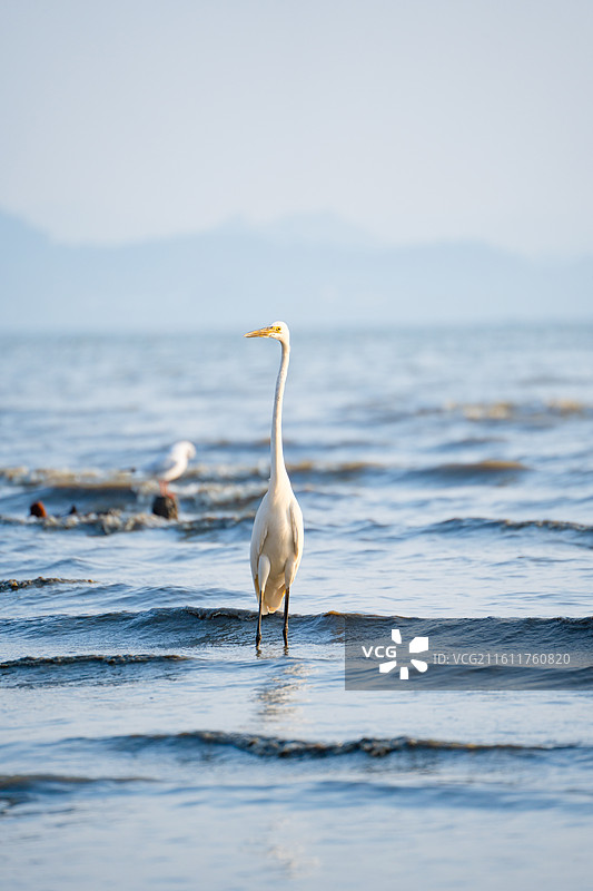 在深圳湾公园海边觅食的大白鹭小白鹭海鸥图片素材