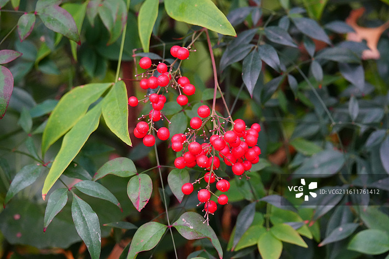 陆家嘴 绿地公园 树枝 鸟图片素材