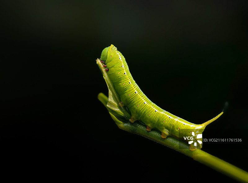 天蛾幼图片素材