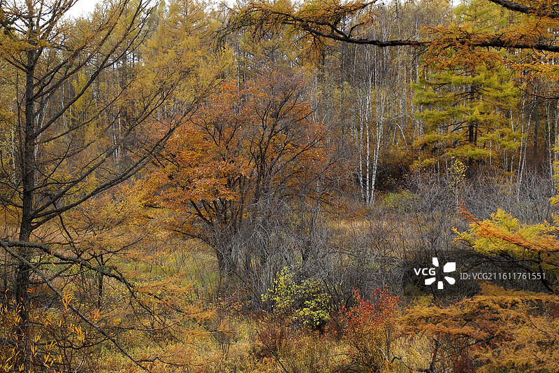 阿尔山国家森林公园石塘林，在基本上无土可言的石塘林里，高大茂密的兴安落叶松挺拔俊秀，枝繁叶茂。图片素材