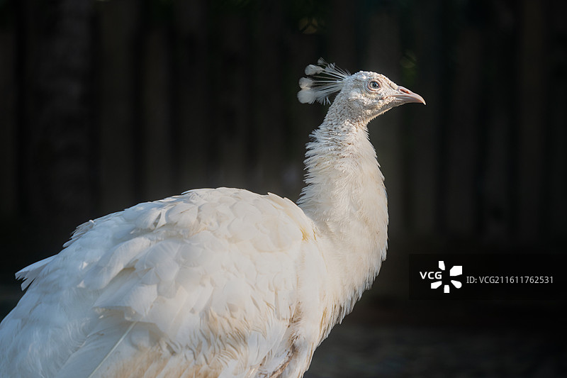 一直白色孔雀图片素材