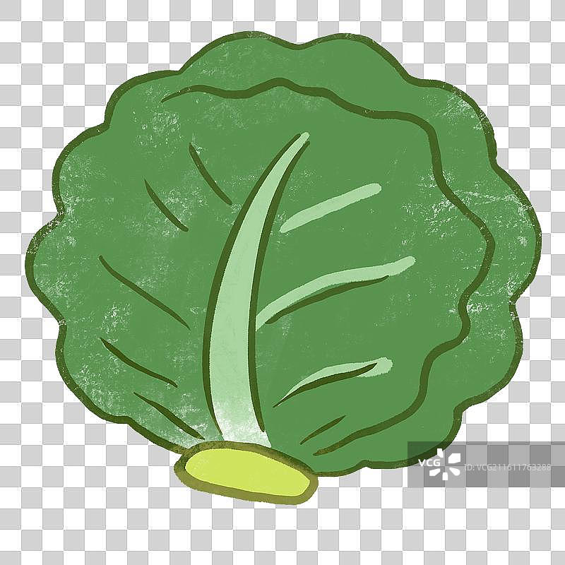 包菜图片素材