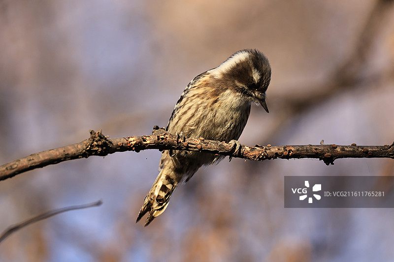 小星头啄木鸟 二年没拍到它了 遇到了还挺给力 不躲不跑 正面照图片素材