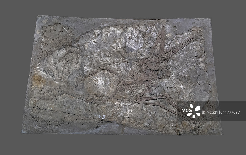 天津自然博物馆：翼龙（翼龙目、翼手龙亚目；标本：TNP 01097，化石；早白垩世；辽宁义县产）图片素材