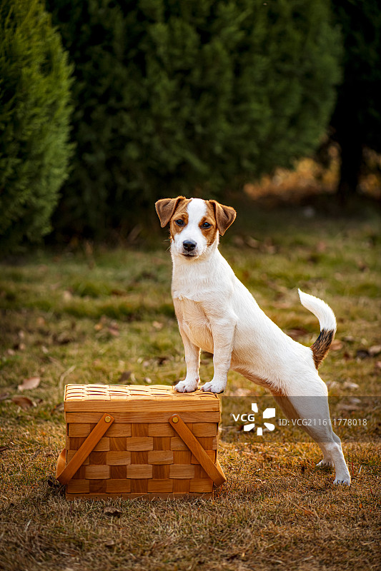 在草地上的杰克罗素梗犬图片素材